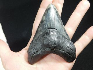 A BIG and Natural Carcharocles MEGALODON Shark Tooth Fossil 139gr 3