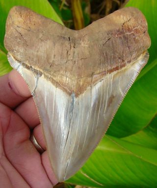 Chubutensis Shark Tooth - Xl 4 & 7/16 - Peruvian - No Restorations - Peru