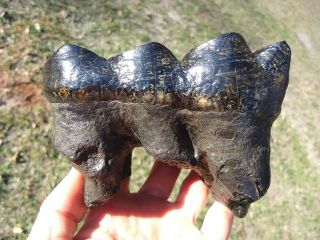 Unique Colorful Mastodon Tooth Florida Fossils Extinct Ice Age Teeth Jaw Bones @