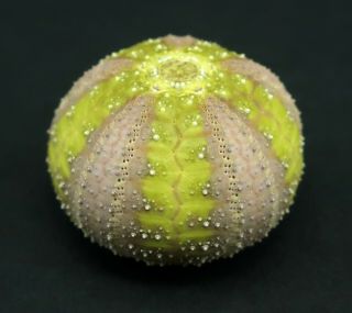 Fluorescent Microcyphus olivaceus 19.  6 mm Aliguay Island sea urchin 2