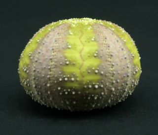 Fluorescent Microcyphus olivaceus 19.  6 mm Aliguay Island sea urchin 3