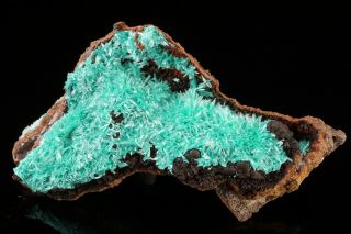 AESTHETIC Aurichalcite Crystal Cluster OJUELA MINE,  MEXICO - Ex.  Lemanski 4