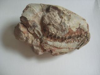 Oreodont Skull Brule Formation Oligocene White River Badlands