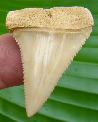 Great White Shark Tooth - 1 & 13/16 In.  Chilean - Chile - Real Fossil