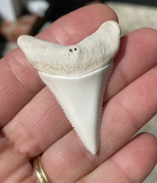 Flawless Modern 2,  Inch Great White Shark Tooth