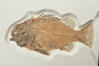 Priscacara Serrata Fossil Fish Green River Formation Wyoming