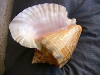 Queen Conch Shell 9 - 1/2 " Large Seashell