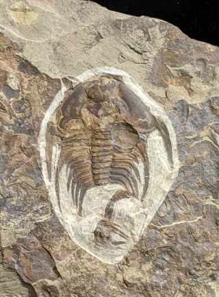 Olenellus Gilberti With Partial Nephrolenellus,  Trilobite Fossils,  Cambrian Neva