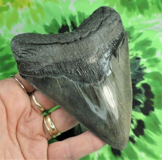 Megalodon Sharks Tooth 5 1/16  inch fossil sharks teeth tooth 2