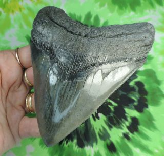 Megalodon Sharks Tooth 5 1/16  inch fossil sharks teeth tooth 3