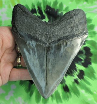 Megalodon Sharks Tooth 5 1/16  inch fossil sharks teeth tooth 5