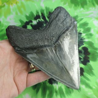 Megalodon Sharks Tooth 5 1/16  inch fossil sharks teeth tooth 6