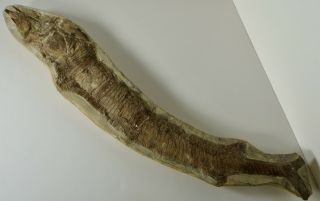 Large 22 1/2 " Vinctifer Comptoni Vertebrate Fish Fossil,  Brazil