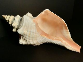 Large & 14” Florida Horse Conch - Fl State Seashell,