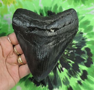 Megalodon Sharks Tooth 5 1/16 " Inch Fossil Sharks Teeth Tooth
