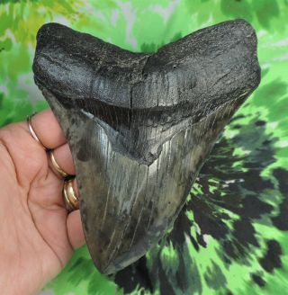 Megalodon Sharks Tooth 5 7/8 " Inch Fossil Sharks Teeth Tooth
