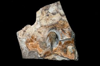 Trilobite Fossil Olenellus Gilberti Cambrian Usa