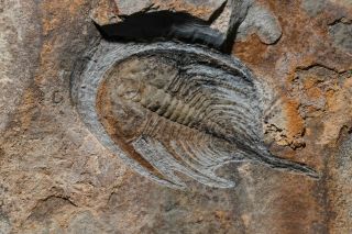 Trilobite Fossil Olenellus gilberti Cambrian USA 2
