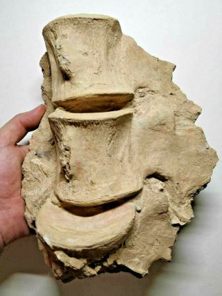A30 - Top Associated 3 Elasmosaur Huge Vertebra Bones In Matrix Late Cretaceous