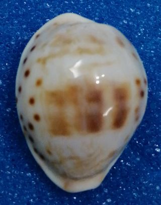 Shell Cypraea Rashleighana Hawaii 21,  15 Mm Live Taken,
