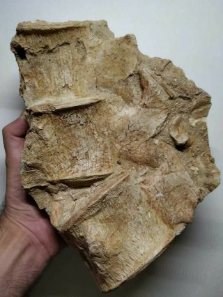 A24 - Top Associated 3 Elasmosaur Huge Vertebra Bones In Matrix Late Cretaceous