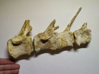 A12 - Top Association 4 Spinosaurus Dinosaur Caudal Tail Vertebra Bones Cretaceous