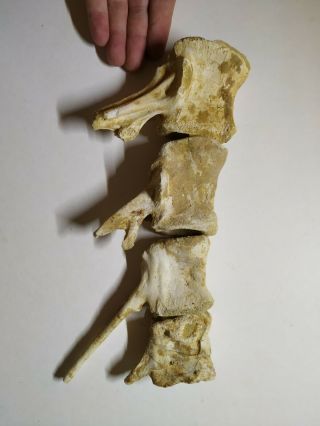 A12 - Top Association 4 Spinosaurus Dinosaur Caudal Tail Vertebra Bones Cretaceous 2