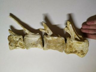 A12 - Top Association 4 Spinosaurus Dinosaur Caudal Tail Vertebra Bones Cretaceous 3