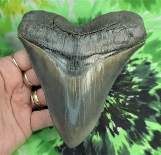 Megalodon Sharks Tooth 5 3/8  Inch Beauty Fossil Sharks Teeth Tooth