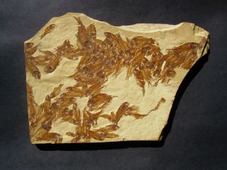 Wow Farson Fossil Fish - 60 Gosiutichthys Mass Mortality Plate – Wyoming