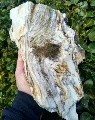 Huge Cut All Opalized Opal Petrified Wood Knot Grain Coal Mine Basin Oregon 10lb