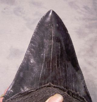 Megalodon Shark Tooth 5 1/16 