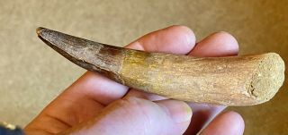 Spinosaurus 4 1/8 " Tooth Dinosaur Fossil Before T Rex Cretaceous S101