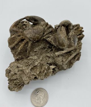 TWO CRAB FOSSILS Xantho (Lophoxanthus) scaberrimus W.  Java Bodjong Form.  CB8 5