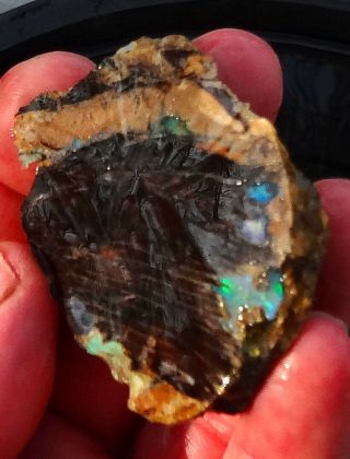 Virgin Valley Black & Precious Opal Petrified Wood Log Nevada 104.  10 Cts