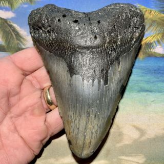 5.  84” Megalodon Fossil Shark Tooth - Huge Fossil - No Restoration