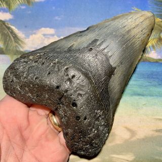 5.  84” Megalodon Fossil Shark Tooth - Huge Fossil - No Restoration 2