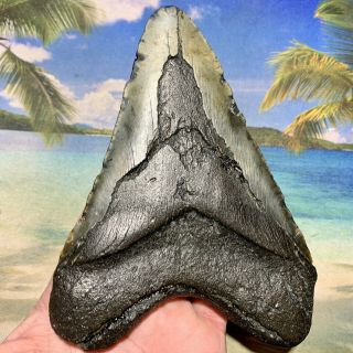 5.  84” Megalodon Fossil Shark Tooth - Huge Fossil - No Restoration 3