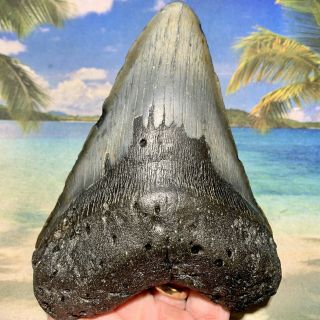 5.  84” Megalodon Fossil Shark Tooth - Huge Fossil - No Restoration 4