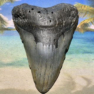 5.  84” Megalodon Fossil Shark Tooth - Huge Fossil - No Restoration 5