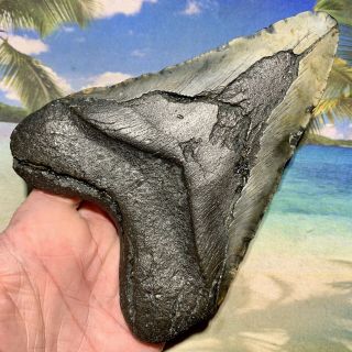 5.  84” Megalodon Fossil Shark Tooth - Huge Fossil - No Restoration 6