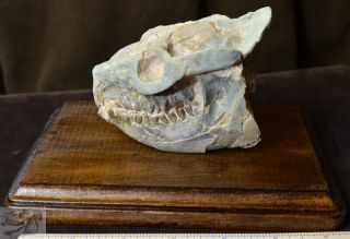Oreodont Skull On Wood Stand,  Leptauchenia,  Fossil,  Badlands South Dakota,  O1303