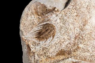 Trilobite Fossil Double Olenellus Gilberti Cambrian Usa