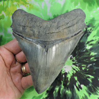Megalodon Sharks Tooth 5 1/4  Inch No Restorations Fossil Sharks Teeth Tooth