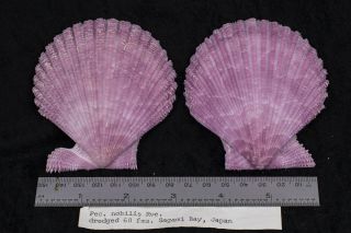 Sea Shell - Pectinidae Nobilis Rve.  (scallop) From Sagami Bay Japan