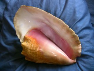 Queen Conch Shell 11 - 1/2 " Large Seashell