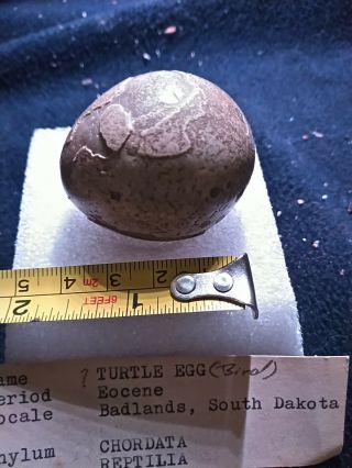 Fossil Egg Shell Turtle 2