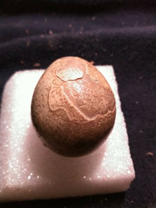 Fossil Egg Shell Turtle 3