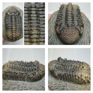 H13 - Nicely Prepared Spiny 4.  88  Drotops Armatus Middle Devonian Trilobite