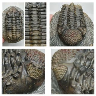 H13 - Nicely Prepared Spiny 4.  88  Drotops armatus Middle Devonian Trilobite 2